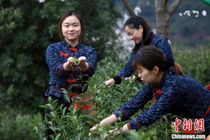 安徽黄山抢抓时节采春茶