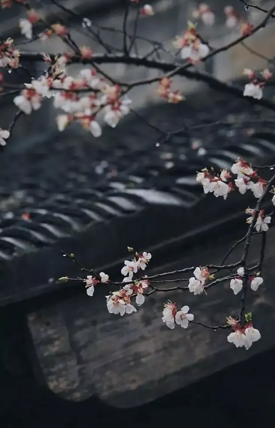 故宫花信杏花鹧鸪声里雨丝斜开遍千花与万花