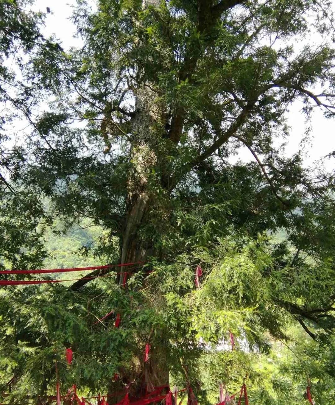 &nbsp; &nbsp; 巫溪县鱼鳞乡五宋村铁坚油杉.林业局供图