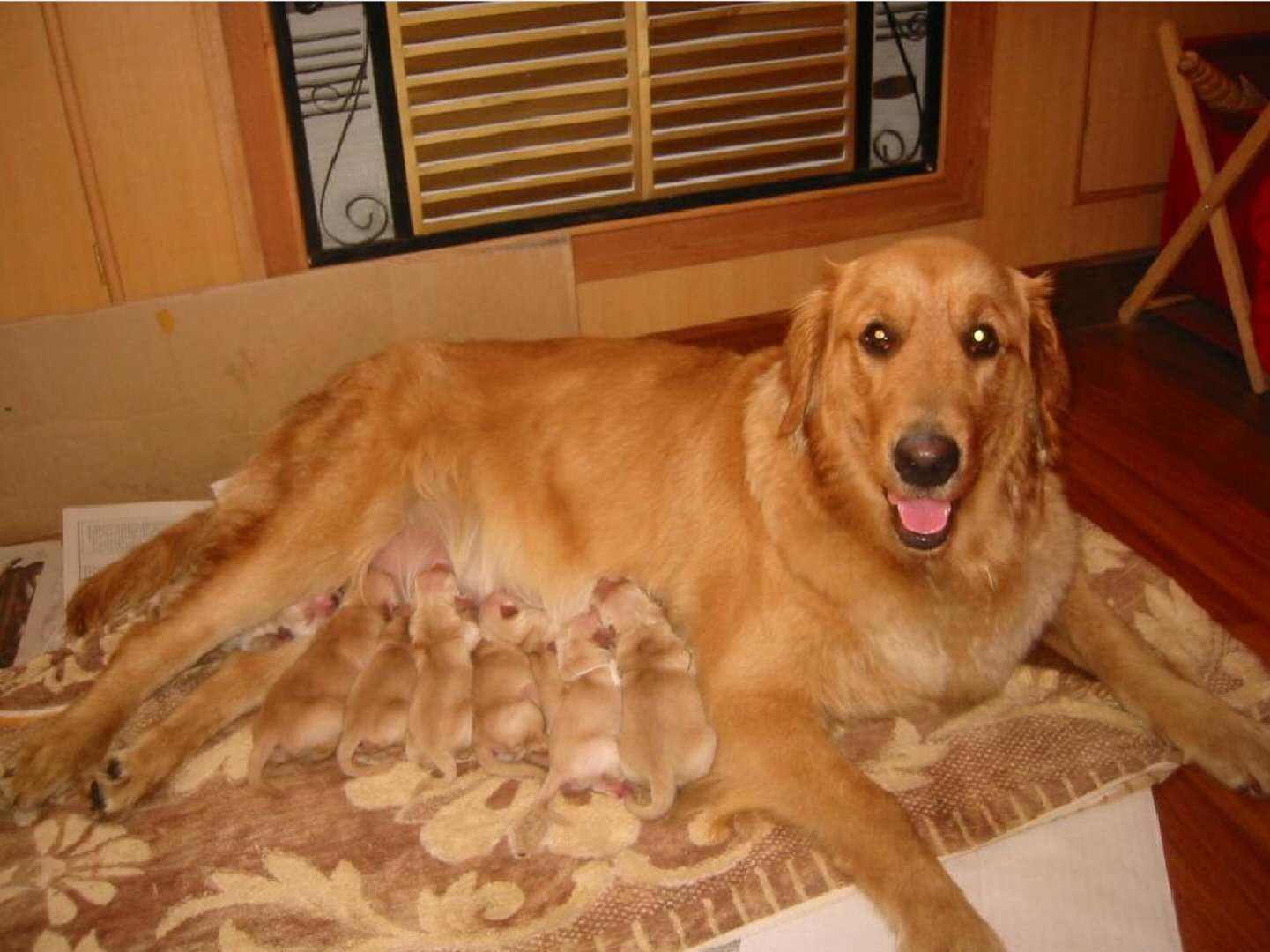 金毛在给小狗宝宝哺乳小主人爬过来也要吃奶金毛的表情亮了