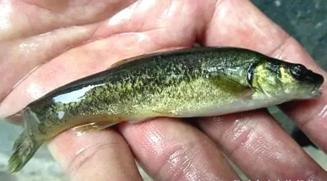 30年前常见常吃的小河鱼如今却可遇不可求了你家乡还有吗