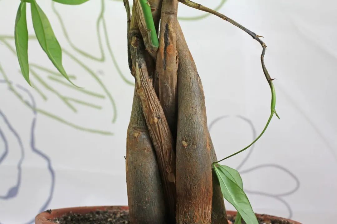 发财树烂根也能挽救吗?为啥有人养一盆挂一盆?