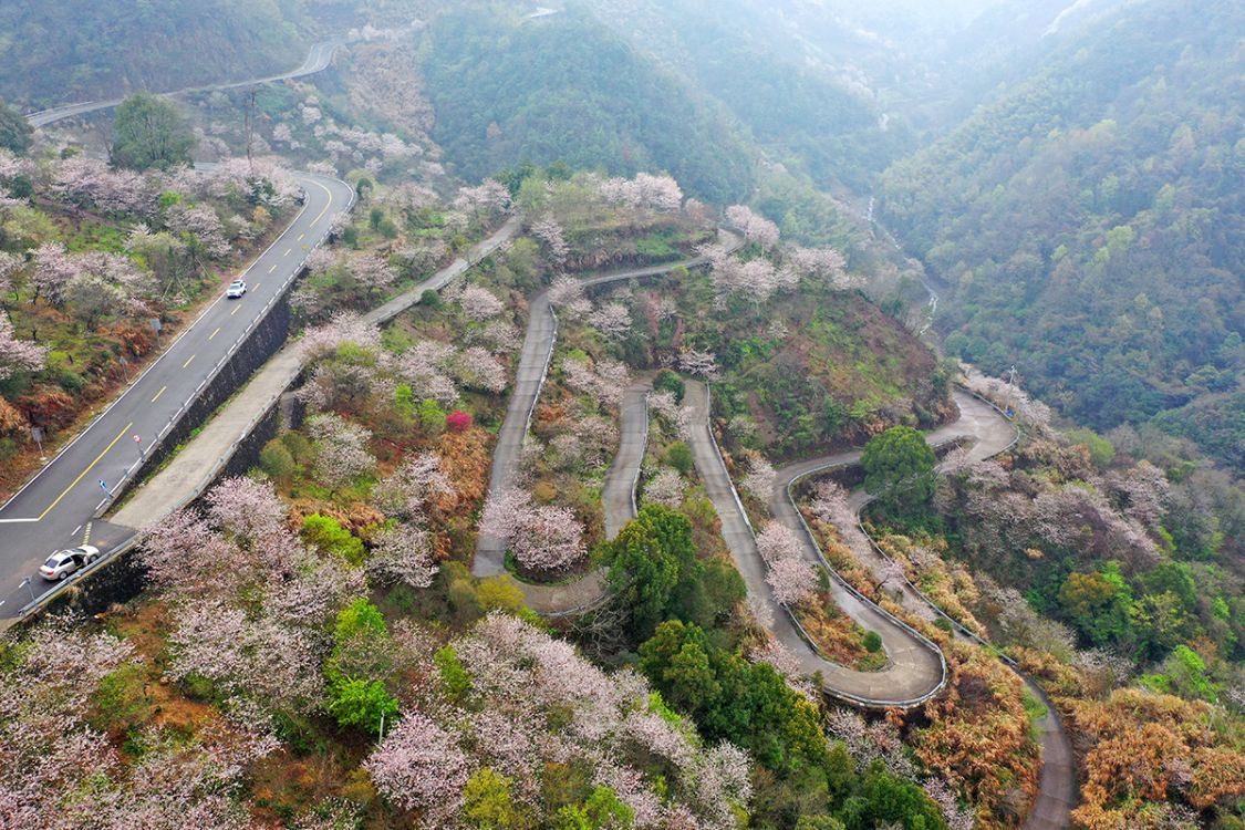 樱花怒放,五处发卡弯,风景在路上|发卡|栖霞坑|四明_新浪新闻