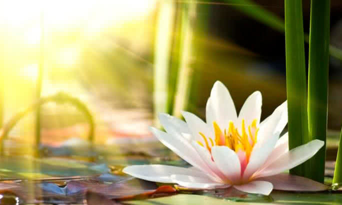 心理测试：莲花四朵，你最喜欢的哪一朵？测出你是怎样的人休闲区蓝鸢梦想 - Www.slyday.coM