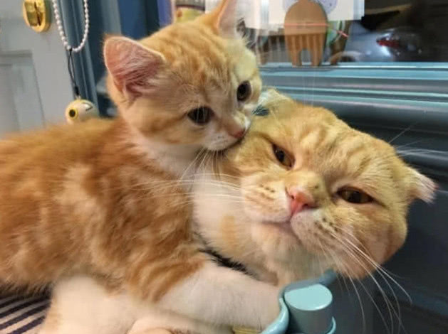 橘猫宝宝特喜欢粘着橘猫爸爸橘猫爸爸的表情亮了