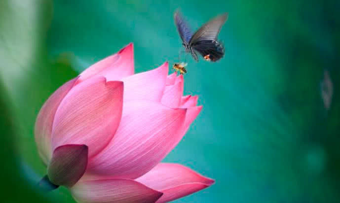 心理测试：莲花四朵，你最喜欢的哪一朵？测出你是怎样的人休闲区蓝鸢梦想 - Www.slyday.coM