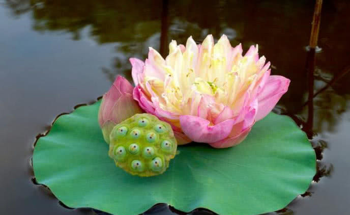 心理测试：莲花四朵，你最喜欢的哪一朵？测出你是怎样的人休闲区蓝鸢梦想 - Www.slyday.coM