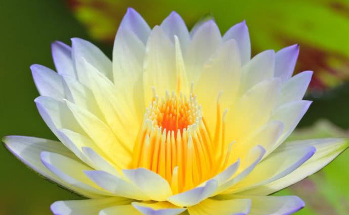 心理测试：莲花四朵，你最喜欢的哪一朵？测出你是怎样的人休闲区蓝鸢梦想 - Www.slyday.coM