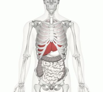 由于有肋骨的遮挡,肝脏出现肿瘤很难像甲状腺,乳腺等一些体表器官能够