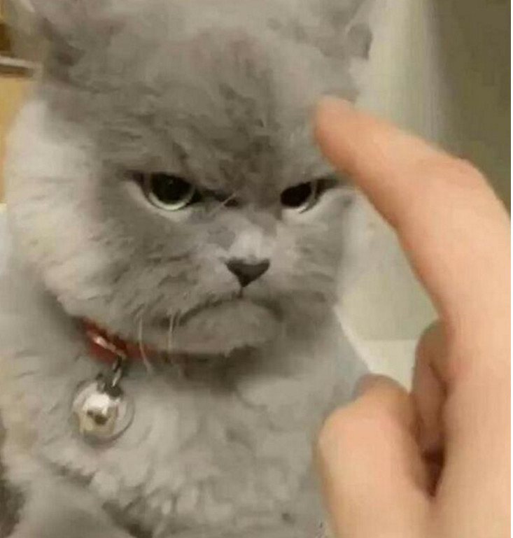 猫咪指责主人不给自己小鱼干,结果被主人训斥,小猫咪的表情亮了|小