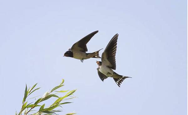 春分到了紫燕归来陌上花开人勤春早