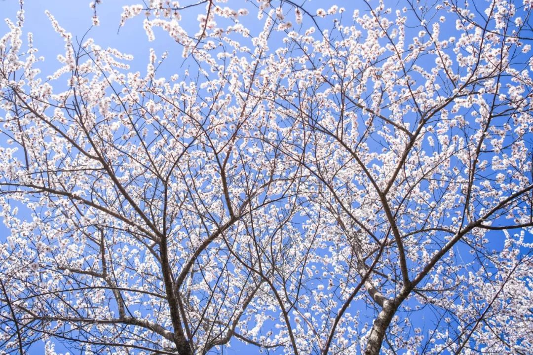 今日春分！春暖花开，这些关于春天的知识讲给孩子听吧休闲区蓝鸢梦想 - Www.slyday.coM