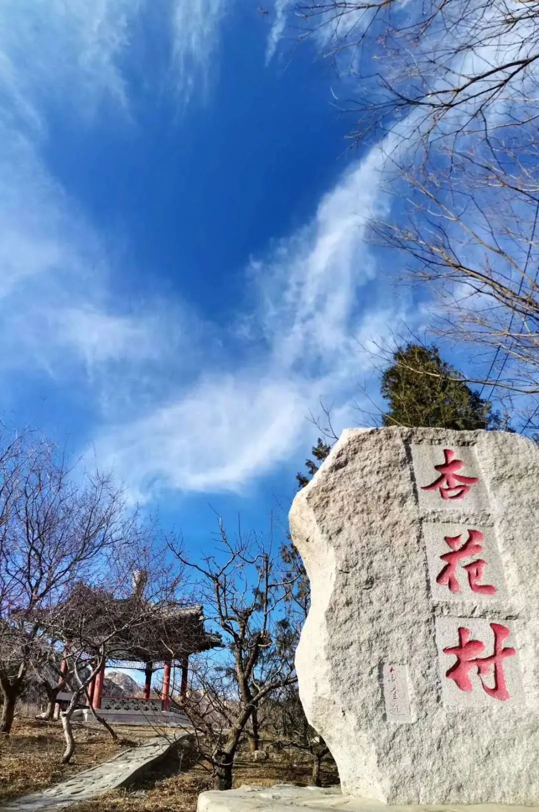 今日春分 海淀这里的山桃进入盛花期 新浪新闻