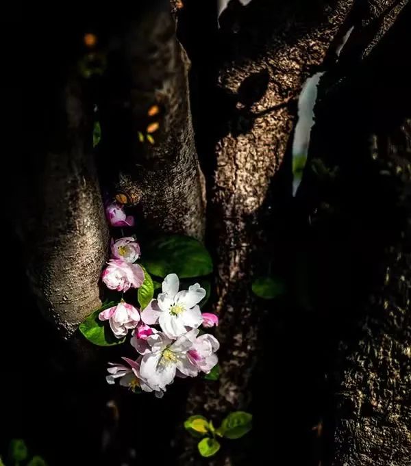 今日春分！春暖花开，这些关于春天的知识讲给孩子听吧休闲区蓝鸢梦想 - Www.slyday.coM