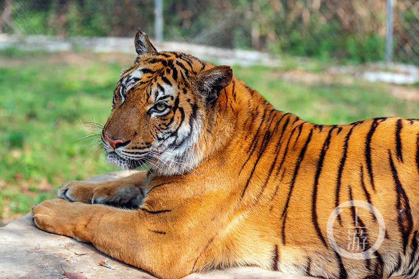 《金虎小憩》&nbsp;吕力群 摄