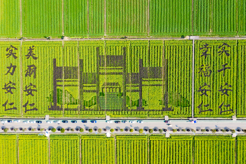 2021年,湖南省安仁县,稻田公园油菜花盛开的田野.&nbsp; 视觉中国 图