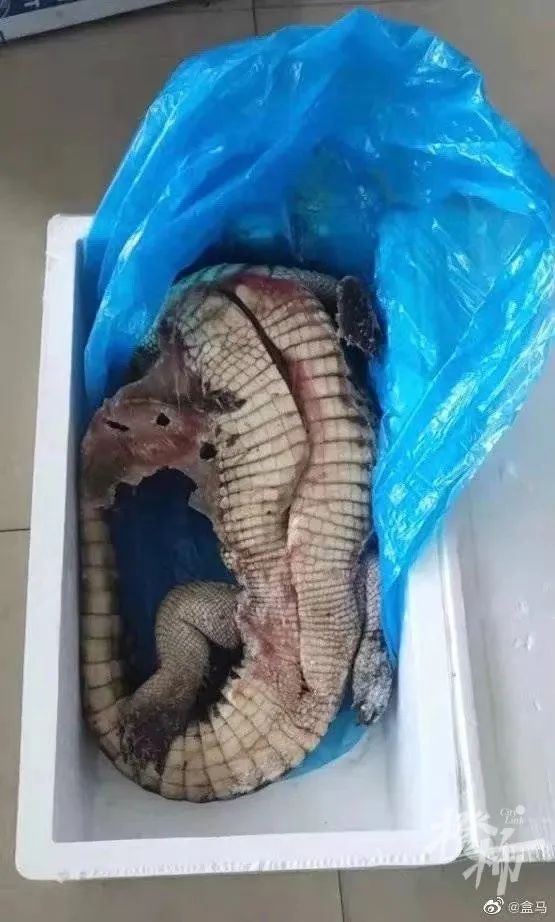 视频吓人！盒马买的鳄鱼被砍后复活了？刚刚，回应来了→休闲区蓝鸢梦想 - Www.slyday.coM