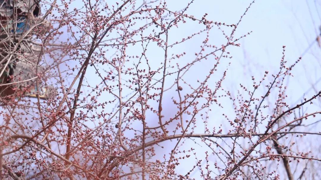 今日春分 海淀这里的山桃进入盛花期 新浪新闻