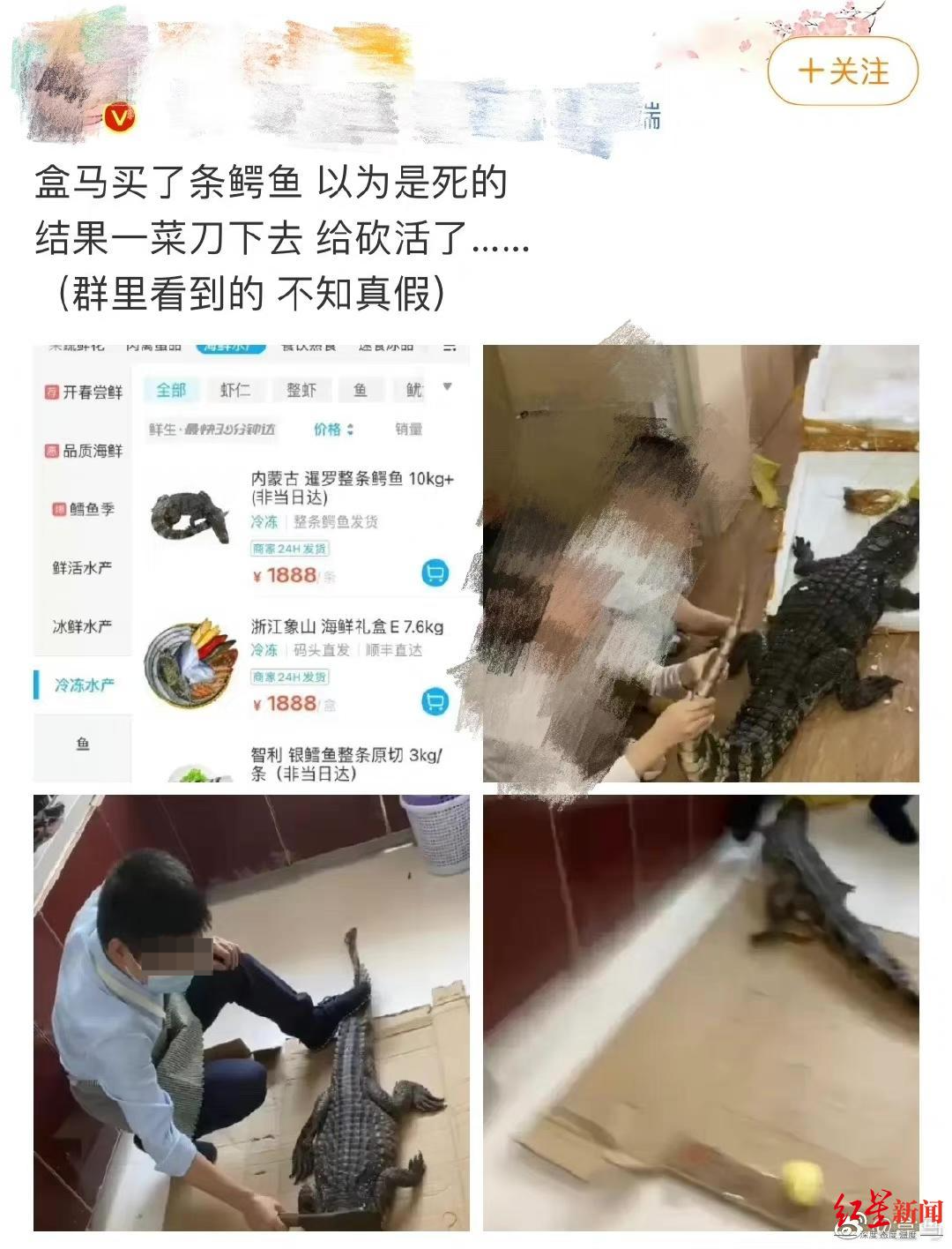 视频疯传“网购鳄鱼竟复活”？盒马回应：视频中鳄鱼规格不符，初步判断非盒马所售休闲区蓝鸢梦想 - Www.slyday.coM