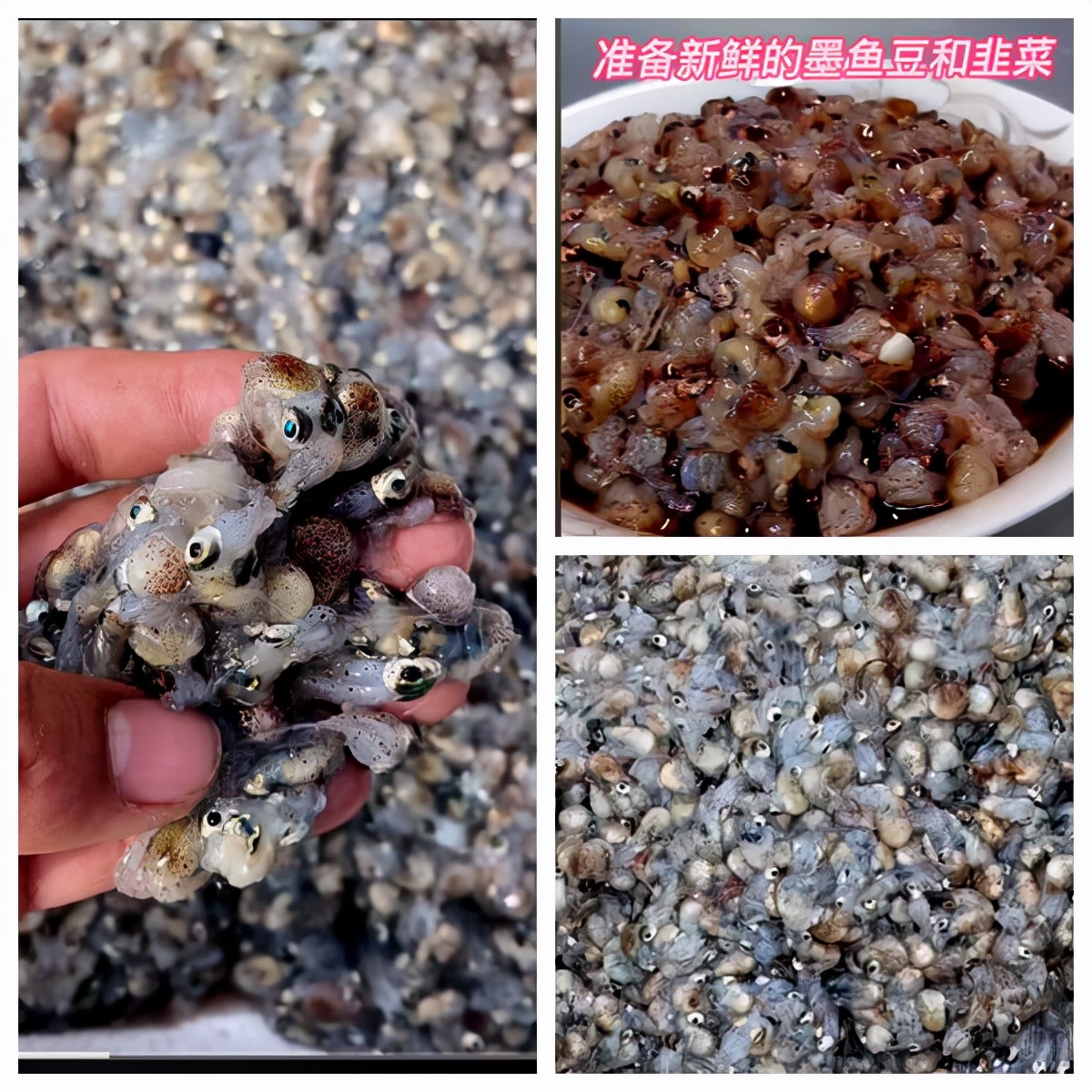 除了煮墨鱼豆,还有很多吃法.最常见的烹饪方法就是炒.