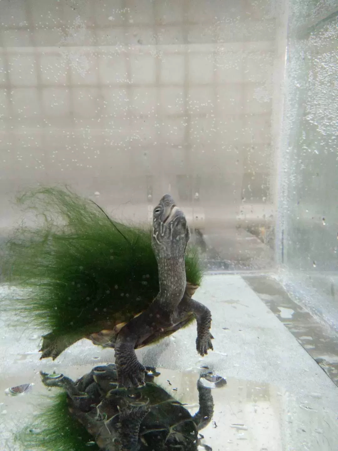 人间真龙现身东南亚泰国沼泽发现绿毛蛇浑身长满了长长的绿毛