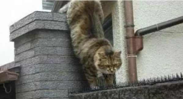 猫咪也要撒狗粮,每天甘愿被扎依然坚定不已,让人心疼又生气!休闲区蓝鸢梦想 - Www.slyday.coM 猫咪也要撒狗粮,每天甘愿被扎依然坚定不已,让人心疼又生气!休闲区蓝鸢梦想 - Www.slyday.coM