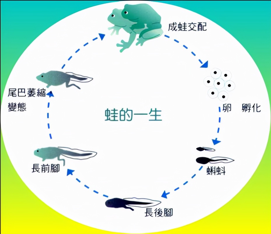 人间真龙现身东南亚泰国沼泽发现绿毛蛇浑身长满了长长的绿毛