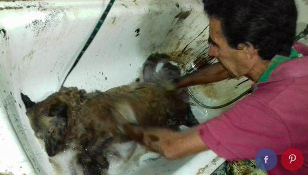 路人在路上看见一只奔跑的黑狗狗,走进一看立马将其带回家休闲区蓝鸢梦想 - Www.slyday.coM 路人在路上看见一只奔跑的黑狗狗,走进一看立马将其带回家休闲区蓝鸢梦想 - Www.slyday.coM