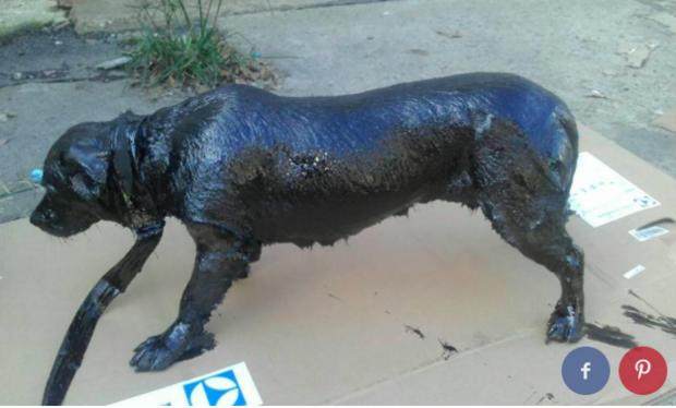 路人在路上看见一只奔跑的黑狗狗,走进一看立马将其带回家休闲区蓝鸢梦想 - Www.slyday.coM 路人在路上看见一只奔跑的黑狗狗,走进一看立马将其带回家休闲区蓝鸢梦想 - Www.slyday.coM