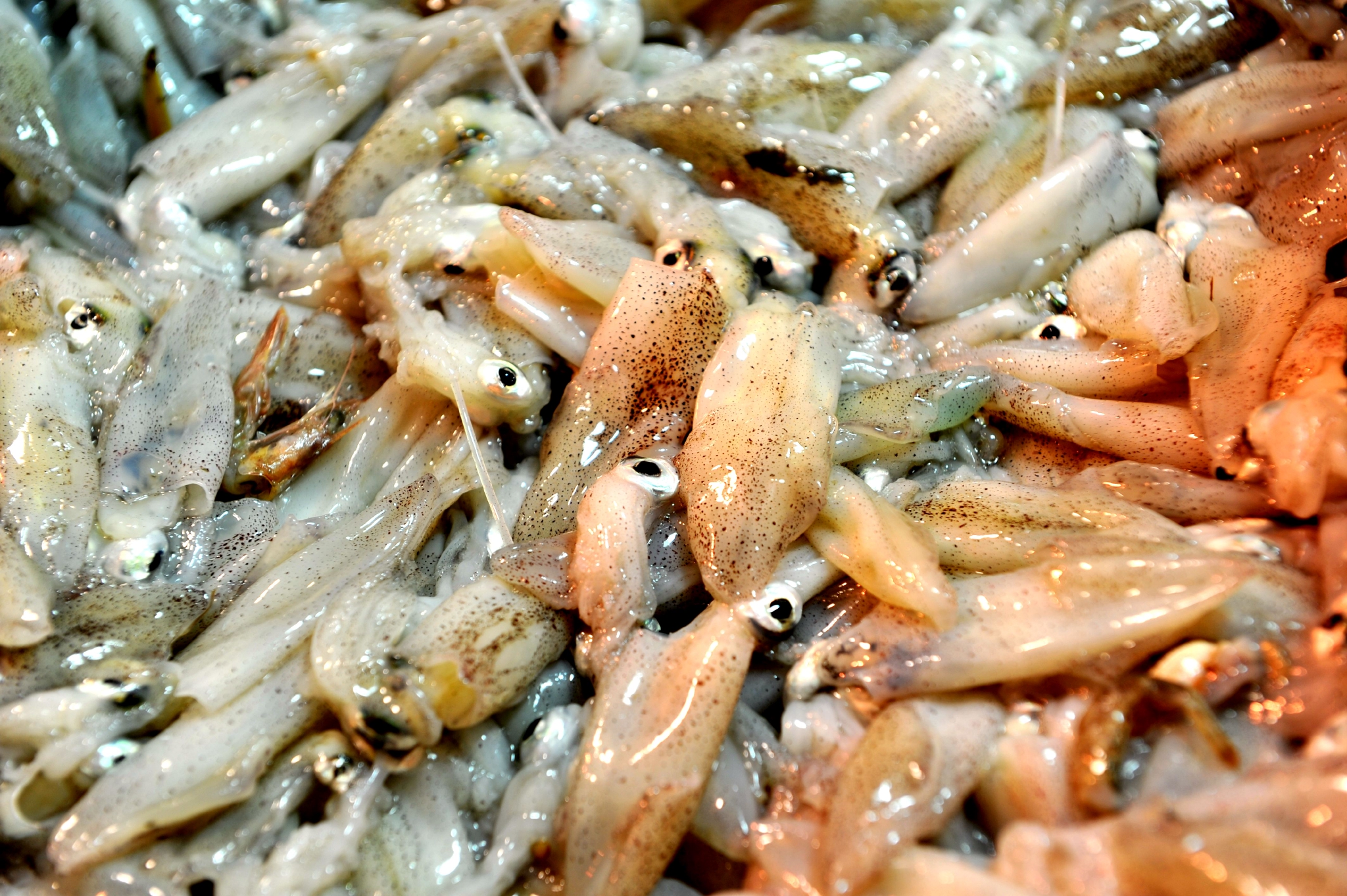 据了解,墨鱼豆其实是柏氏四盘耳乌贼的幼仔,柏氏四盘耳乌贼在春季产卵