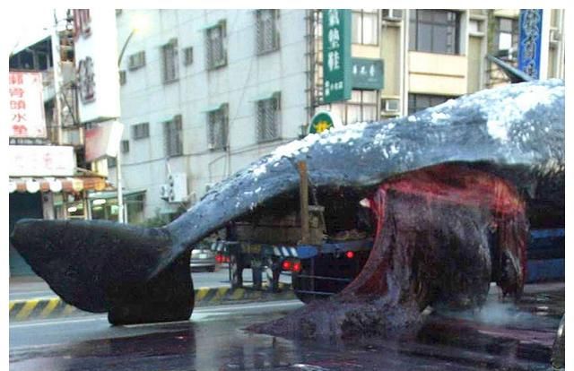 大连一鲸鱼搁浅赶紧撤离肚里有大量甲烷一旦爆炸足以致命