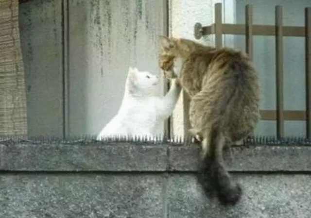 猫咪也要撒狗粮,每天甘愿被扎依然坚定不已,让人心疼又生气!休闲区蓝鸢梦想 - Www.slyday.coM 猫咪也要撒狗粮,每天甘愿被扎依然坚定不已,让人心疼又生气!休闲区蓝鸢梦想 - Www.slyday.coM