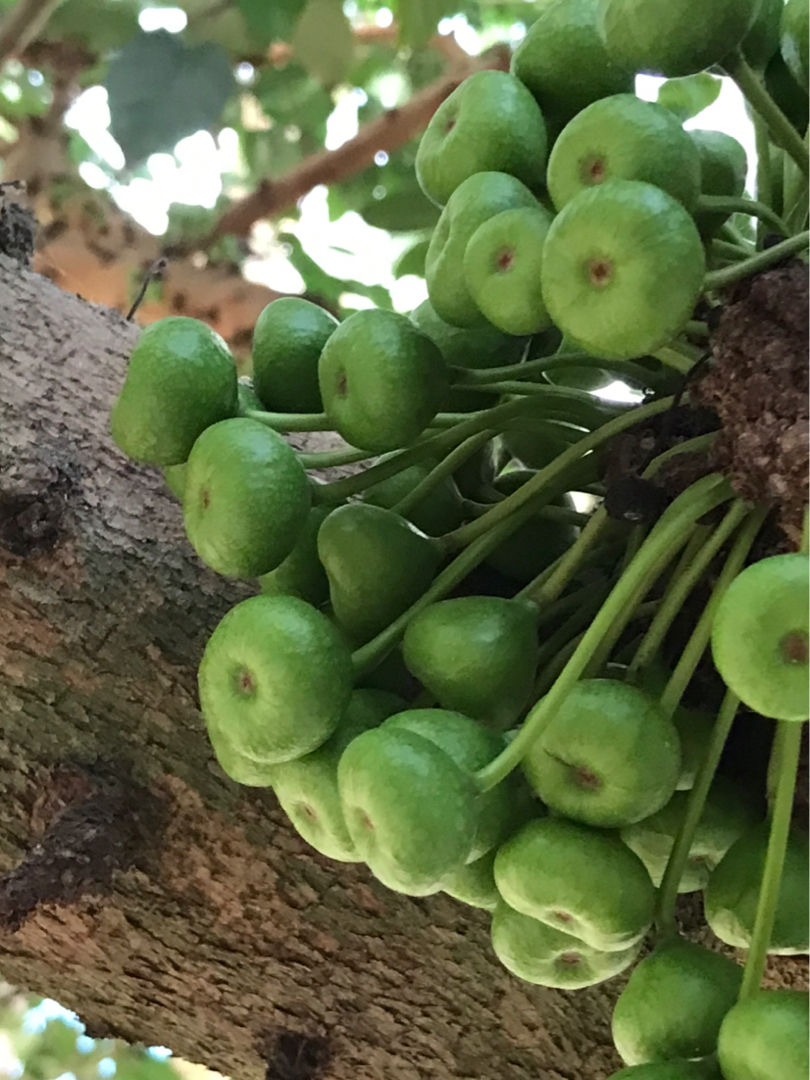 院子里种4种“守家树”，果子结满枝条，还有兴旺子孙好兆头休闲区蓝鸢梦想 - Www.slyday.coM