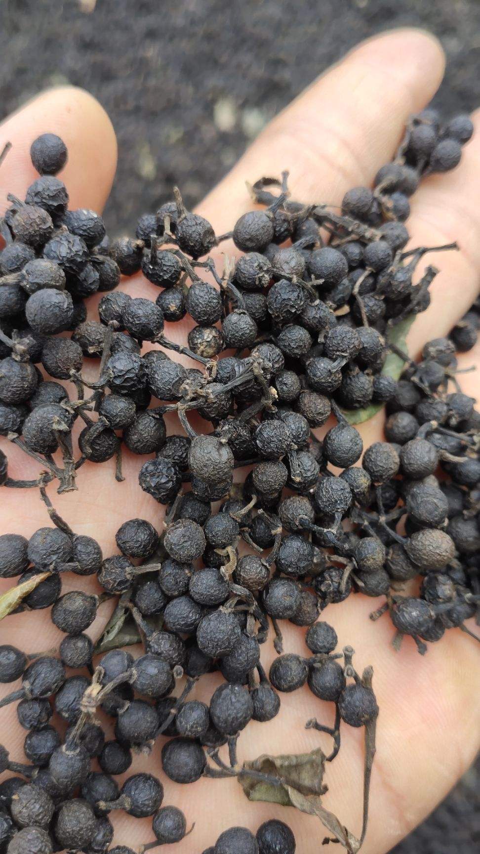 农村山上的木姜子有什么用7种厉害用途可惜很多人不知道