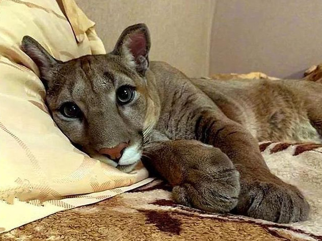 男子收养美洲豹幼崽每天让它跟二哈一起上课如今成为最萌宠物