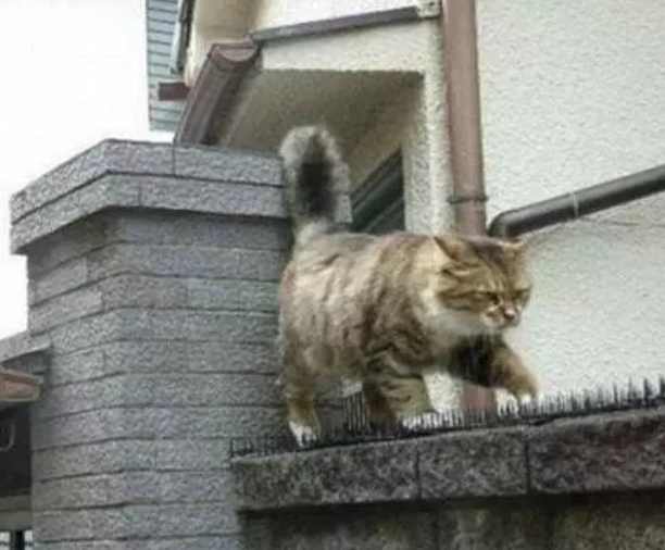 猫咪也要撒狗粮,每天甘愿被扎依然坚定不已,让人心疼又生气!休闲区蓝鸢梦想 - Www.slyday.coM 猫咪也要撒狗粮,每天甘愿被扎依然坚定不已,让人心疼又生气!休闲区蓝鸢梦想 - Www.slyday.coM