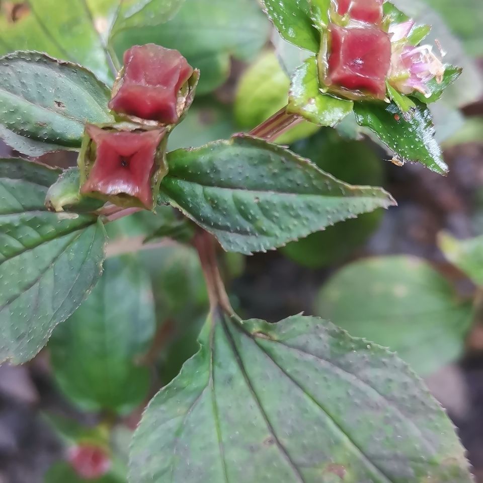 全草入药,有清肝明目的作用,治耳鸣及目雾等症或祛肝火.