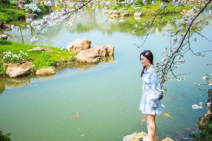 武汉东湖樱花园,樱花盛开,如梦似幻,吸引了众多游客参观游览休闲区蓝鸢梦想 - Www.slyday.coM 武汉东湖樱花园,樱花盛开,如梦似幻,吸引了众多游客参观游览休闲区蓝鸢梦想 - Www.slyday.coM