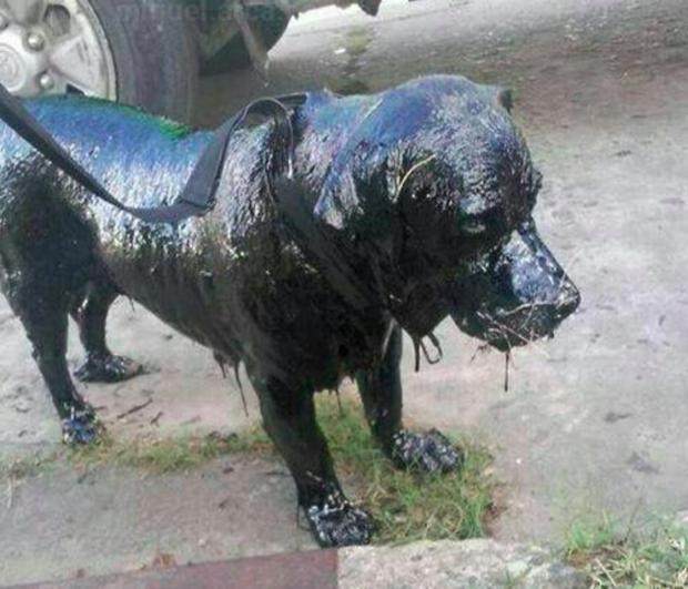 路人在路上看见一只奔跑的黑狗狗,走进一看立马将其带回家休闲区蓝鸢梦想 - Www.slyday.coM 路人在路上看见一只奔跑的黑狗狗,走进一看立马将其带回家休闲区蓝鸢梦想 - Www.slyday.coM