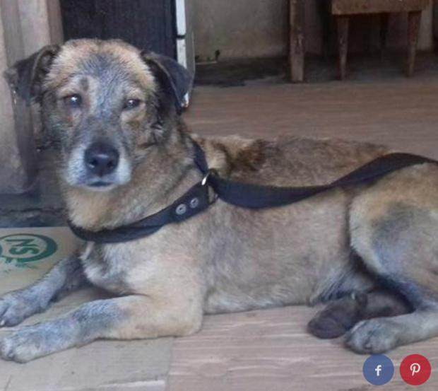 路人在路上看见一只奔跑的黑狗狗,走进一看立马将其带回家休闲区蓝鸢梦想 - Www.slyday.coM 路人在路上看见一只奔跑的黑狗狗,走进一看立马将其带回家休闲区蓝鸢梦想 - Www.slyday.coM