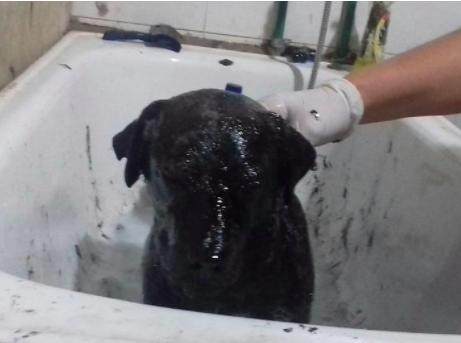 路人在路上看见一只奔跑的黑狗狗,走进一看立马将其带回家休闲区蓝鸢梦想 - Www.slyday.coM 路人在路上看见一只奔跑的黑狗狗,走进一看立马将其带回家休闲区蓝鸢梦想 - Www.slyday.coM