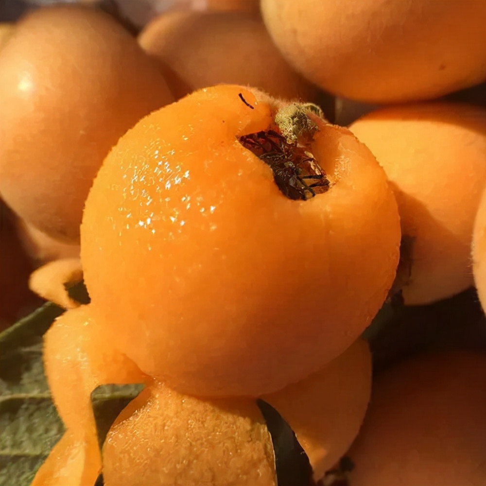 希望大家都吃过好吃的枇杷