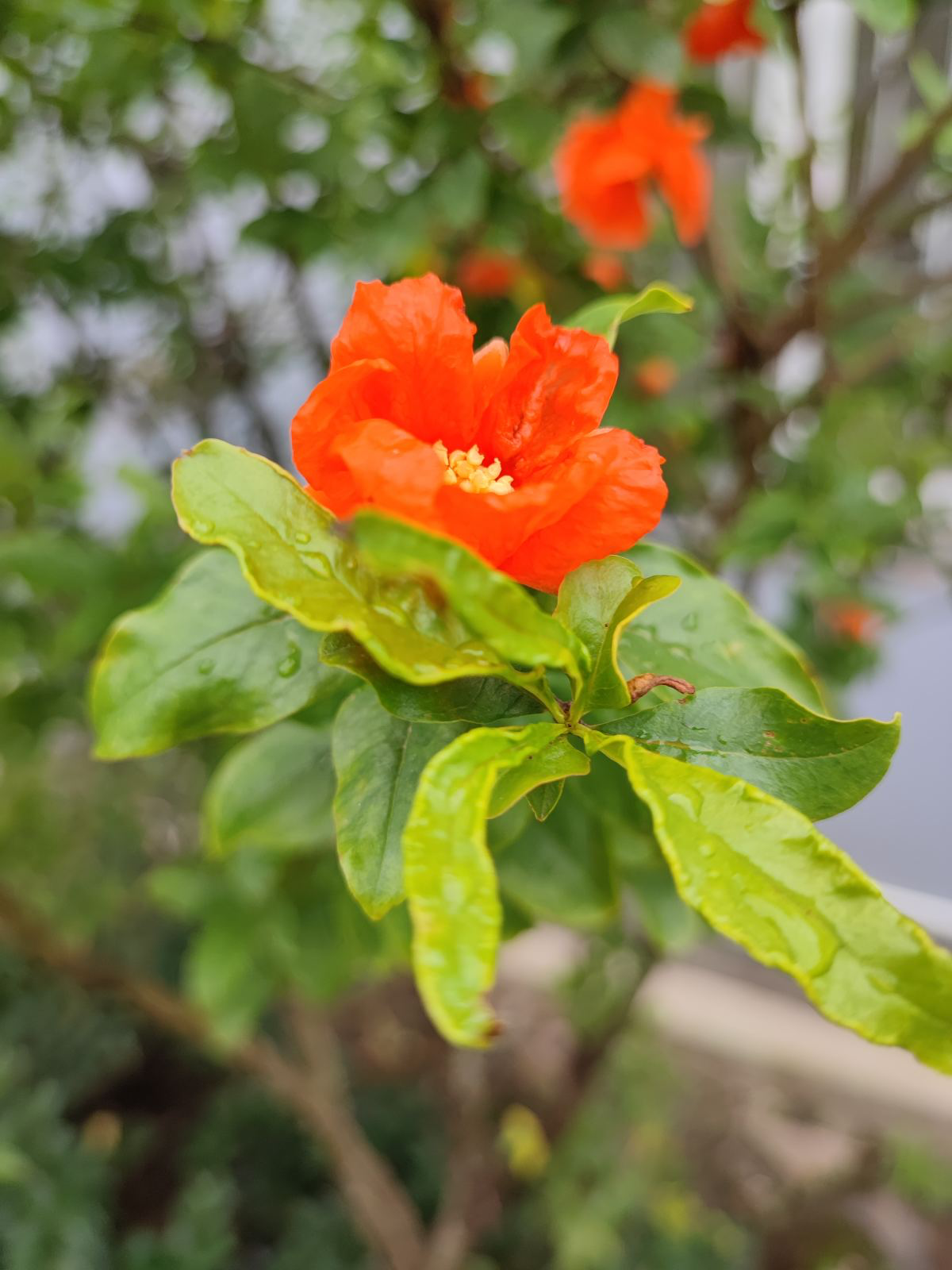 院子里种4种“守家树”，果子结满枝条，还有兴旺子孙好兆头休闲区蓝鸢梦想 - Www.slyday.coM