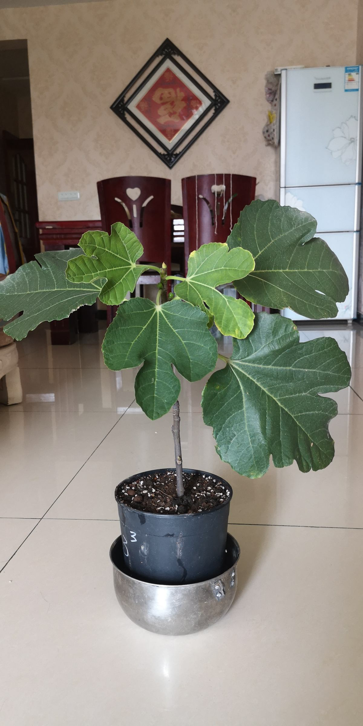 院子里种4种“守家树”，果子结满枝条，还有兴旺子孙好兆头休闲区蓝鸢梦想 - Www.slyday.coM