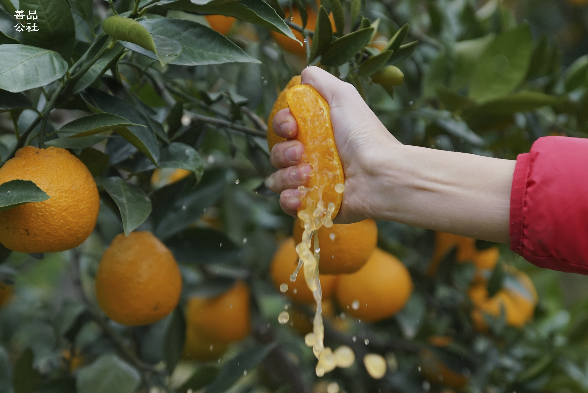 田间发布会即将来袭甜过初恋的石棉黄果柑等你来采摘