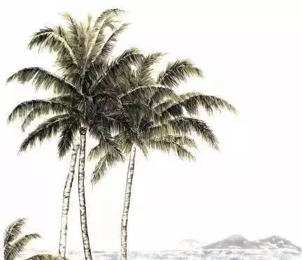 椰子树树身较高并挺拔,树皮可用横纹皴擦,每片树叶中间有茎,茎两侧不