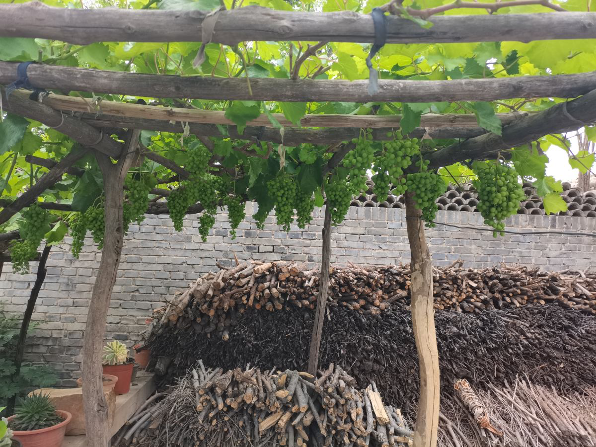 院子里种4种“守家树”，果子结满枝条，还有兴旺子孙好兆头休闲区蓝鸢梦想 - Www.slyday.coM