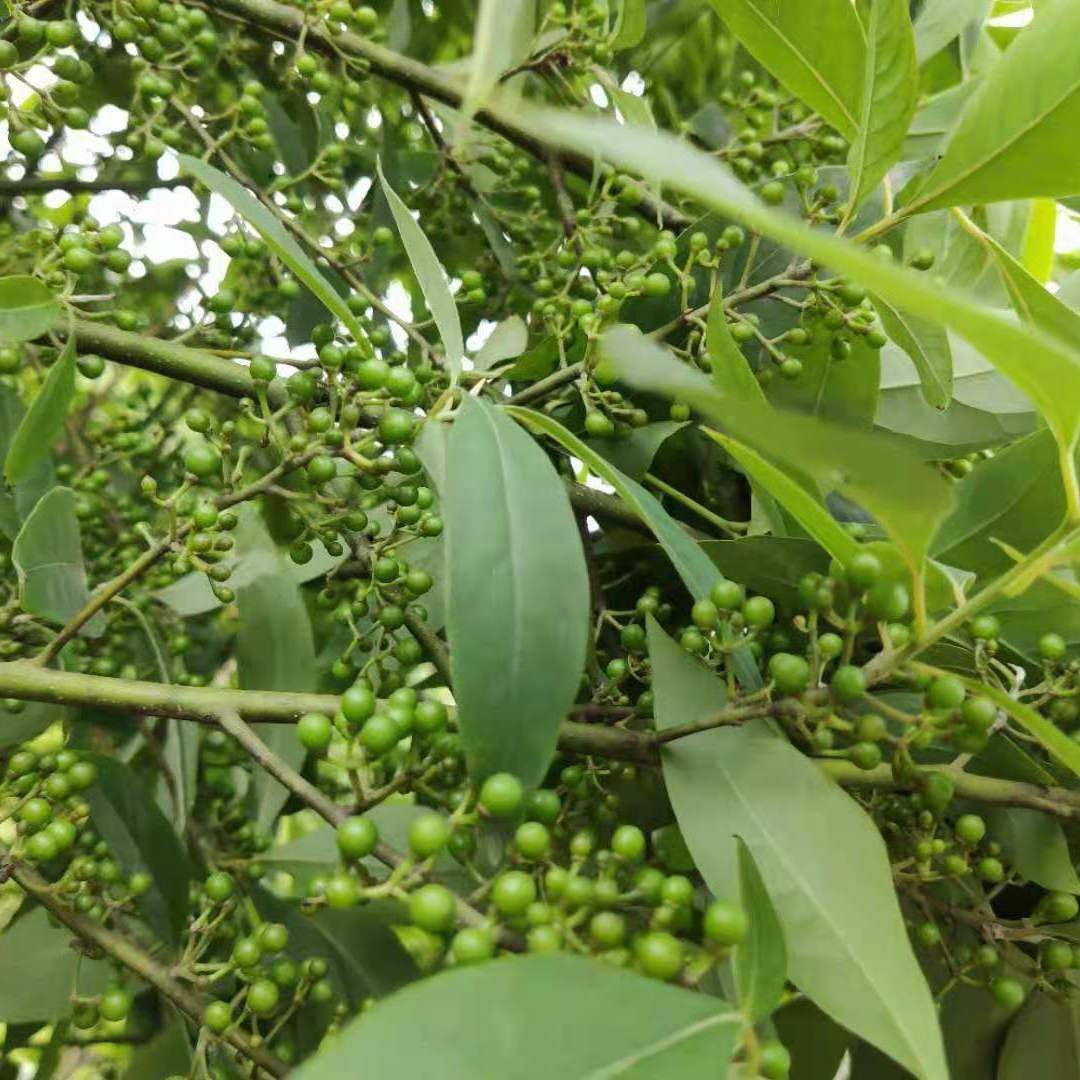 农村山上的木姜子有什么用7种厉害用途可惜很多人不知道