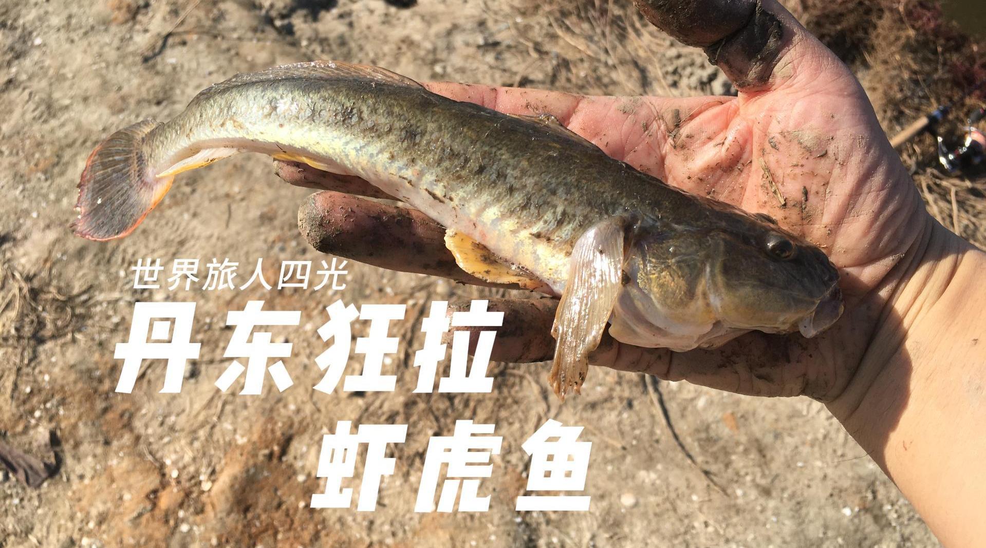 广东地区的虾虎鱼通常不过一指大小俗称恩哥