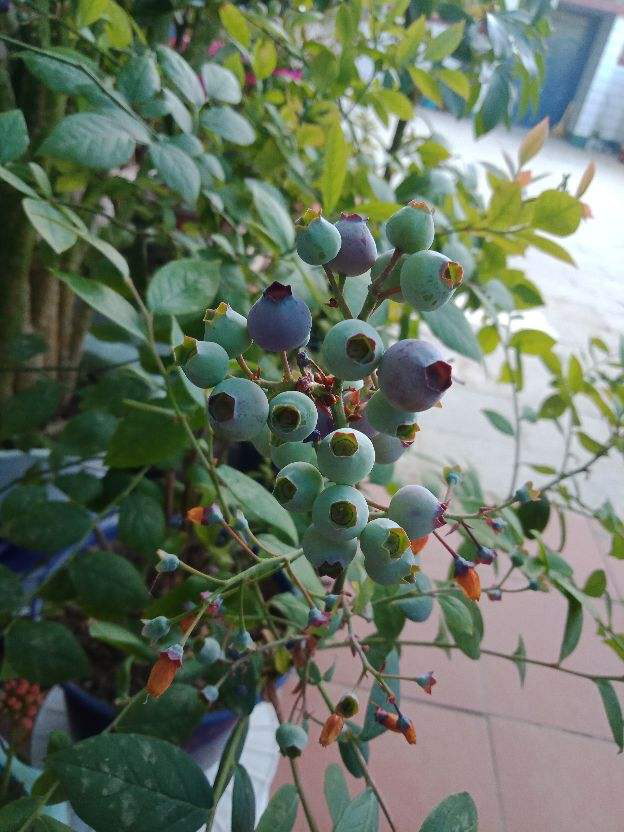 院子里种4种“守家树”，果子结满枝条，还有兴旺子孙好兆头休闲区蓝鸢梦想 - Www.slyday.coM